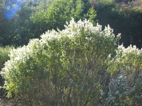 Baccharis pilularis – The Watershed Nursery