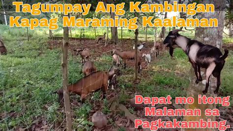 Goat Farming Advantage And Disadvantage Sa Pagkakapon Ng Kambing