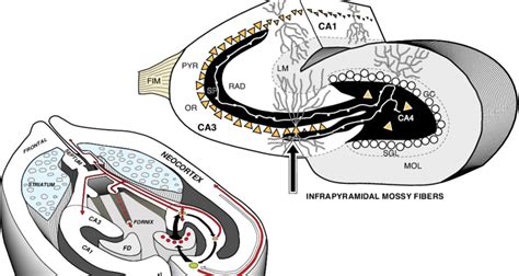 Schematic View Of The Hippocampus In A Rodent Brain Left And In A