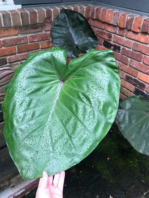 11 Colocasia Varieties - Add a Tropical Touch to Your Garden