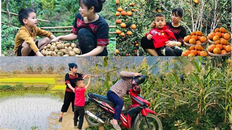 The Life Of An Abandoned Boy After Being Rescued Harvest Fruit With