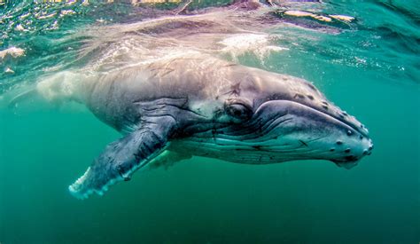 Whale Song And Communication Mystery Finally Solved By Scientists