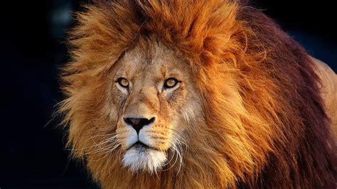 Free Download Hd Wallpaper Wildlife Hair Lion Mammal Head