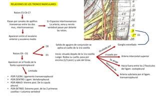 Nervios Raquídeos Plexo braquial PPT