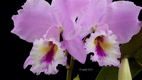 Cattleya Labiata Var Mosca Bodenseeperle D O G Bewer Flickr