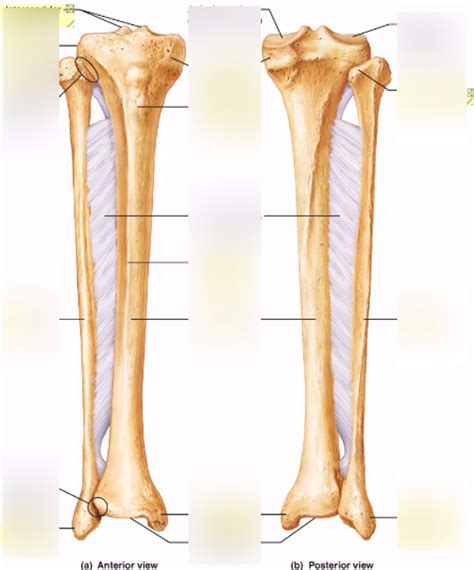 A P Lab Practical Tibia And Fibula 1 Diagram Quizlet