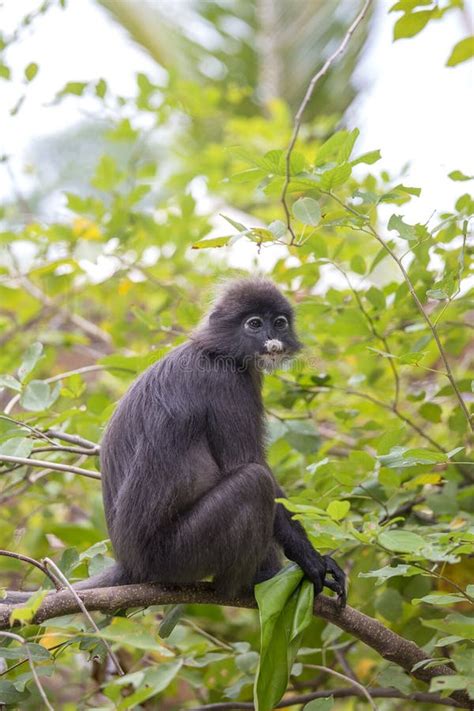 Dusky Leaf Monkey Spectacled Leaf Monkey Langur Is Sitting Among