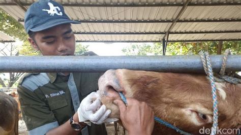 Sapi Dengan Bekas Lsd Ditemukan Di Pasar Hewan Wlingi Blitar