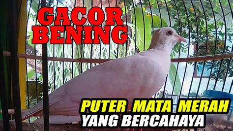 Suara Burung Puter Putih Ii Puter Putih Bercahaya Youtube