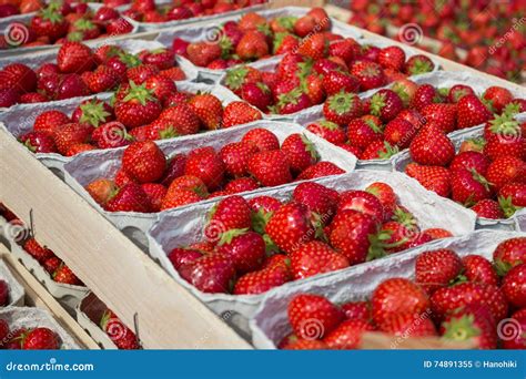 Fresas En Cajas La Fresa Da Fruto En Caja Imagen De Archivo Imagen