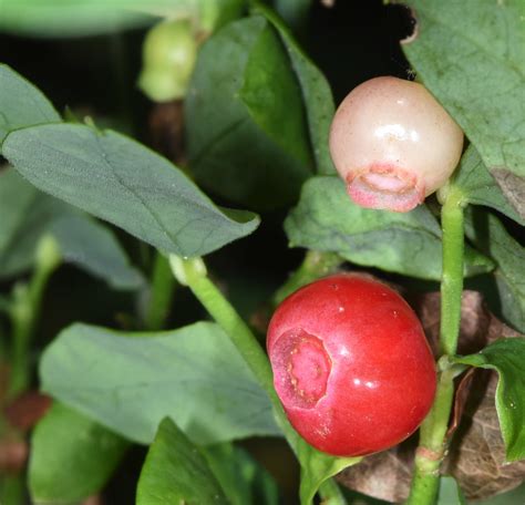 Red Huckleberry Washington Olympic Peninsula INaturalist