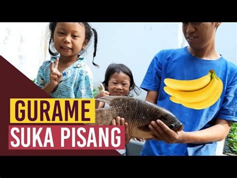 Mancing Ikan Gurame Besar Gurame Umpan Pisang Mata Pancing Youtube