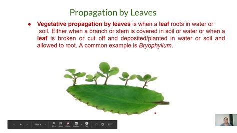 Methods Of Vegetative Propagation Youtube