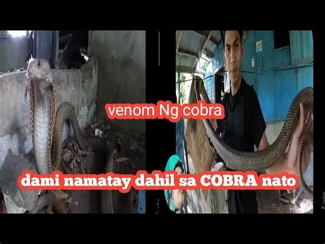 Daming Tao Ang Namatay Dahil Sa Cobra Na Ito Kaya Hinuli Ni Cobra