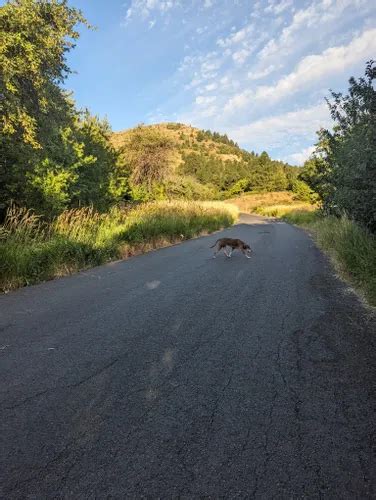 Best Hikes and Trails in Steptoe Butte State Park | AllTrails