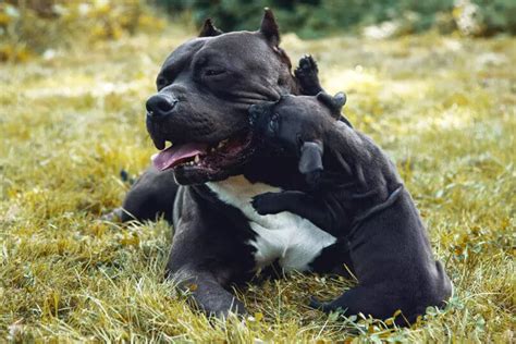 American Bully Conhe A Tudo Sobre A Ra A