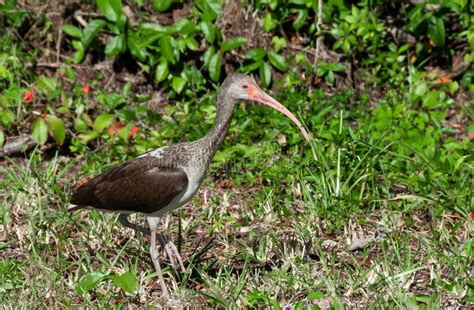 Birds Usa American White Ibis Eudocimus Albus Dark Juvenile Walks