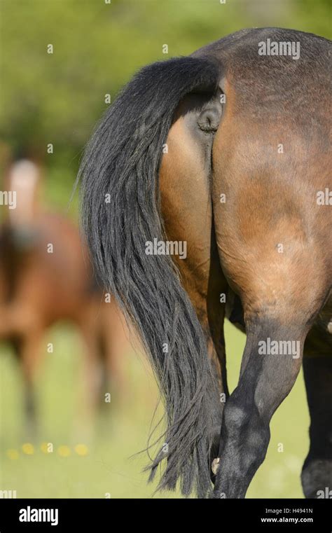 Horse, tail, detail, back view Stock Photo - Alamy