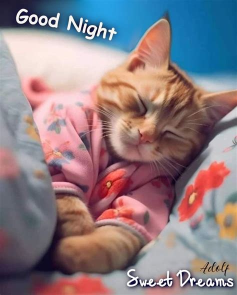 Sweet Dreams Guaranteed 10 Cute Good Night Blessings And Quotes In