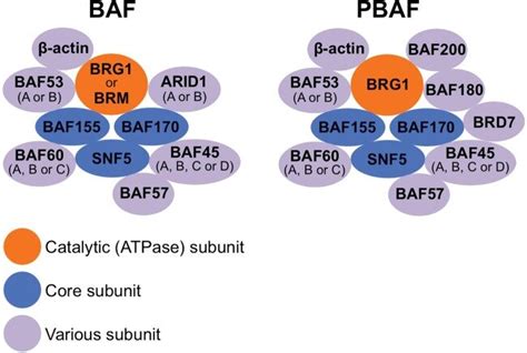 Composition of the SWI/SNF chromatin remodeling complex. | Download ...