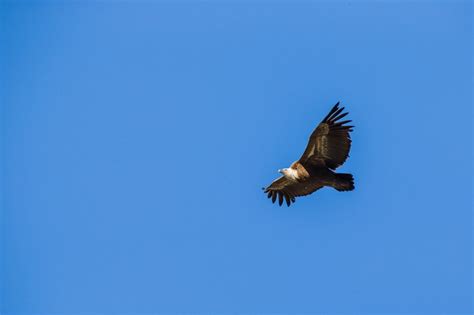 Vautour Fauve Dans Les Gorges De La Jonte Zingaro Photography