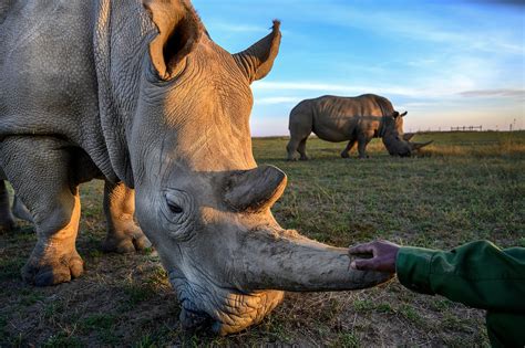 There are two northern white rhinos left on Earth. Can a controversial