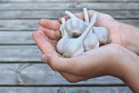 How To Plant Garlic In The Fall