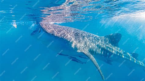 Observation Des Requins Baleines à Oslob à Oslob Dans Lîle De Cebu