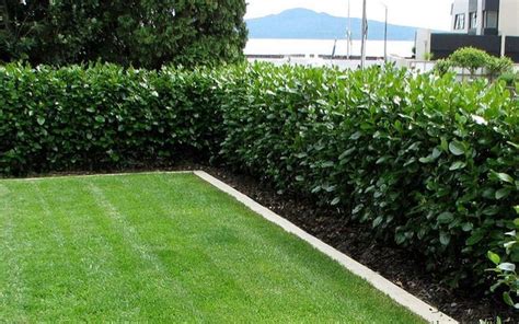 Amazing Ideas To Make Fence With Evergreen Plants Landscaping