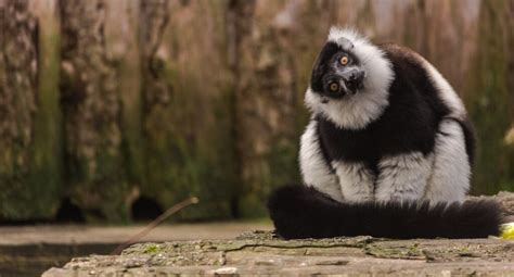 Black And White Ruffed Lemur Habitat