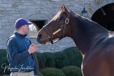 Pin by jackie cunningham on American pharoah | American pharoah, American, Horses