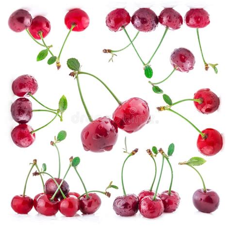 Collection Of Cherry Stock Image Image Of Leaflet Agriculture 31363993