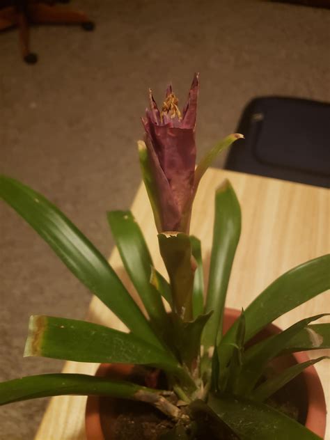 I Got This Bromeliad As A T Months Ago And I Have No Idea How To Take Care Of It Is It Even