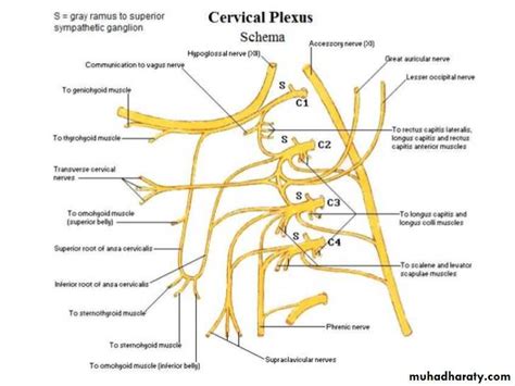 The Root Of The Neck Pptx دكتور نجاة نظري Muhadharaty