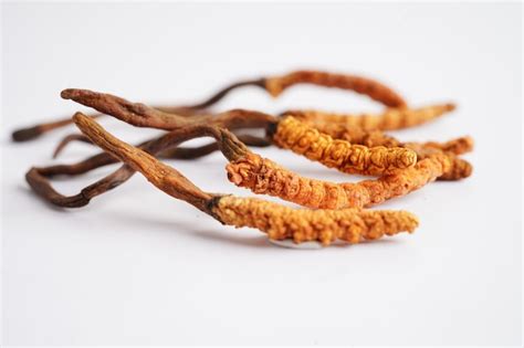 Premium Photo Cordyceps Sinensis Or Ophiocordyceps Sinensis Isolated