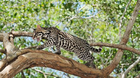 Ocelote el pequeño tigre de América que está en riesgo