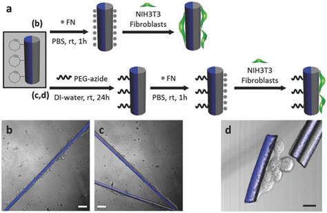 Selective Recruitment Of NIH 3T3 Fibroblasts On Bicompartmental