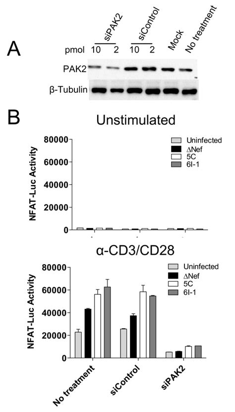 SiRNA Knockdown Of PAK2 In Jurkat Cells Reduces NFAT Activation Induced