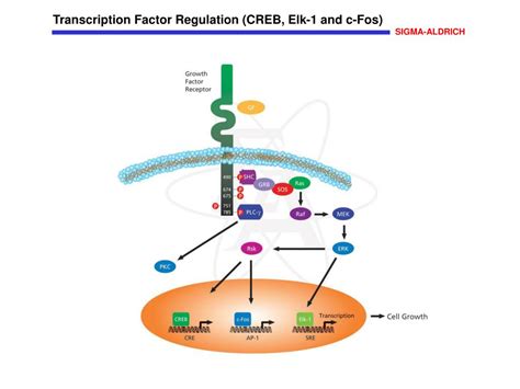 Ppt Transcription Factor Regulation Creb Elk 1 And C Fos Powerpoint Presentation Id 3369398