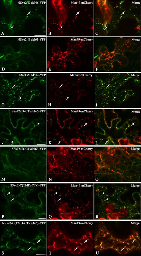 Golgi Targeting Signal Analysis Of Truncated And Chimeric Nsvc N