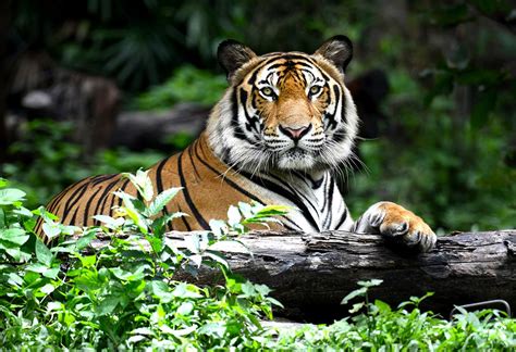 Facts About Tigers Tiger Facts And Information BA4