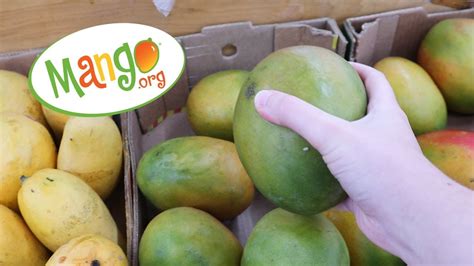 Learn How To Choose A Ripe Mango National Mango Board Vlog Youtube