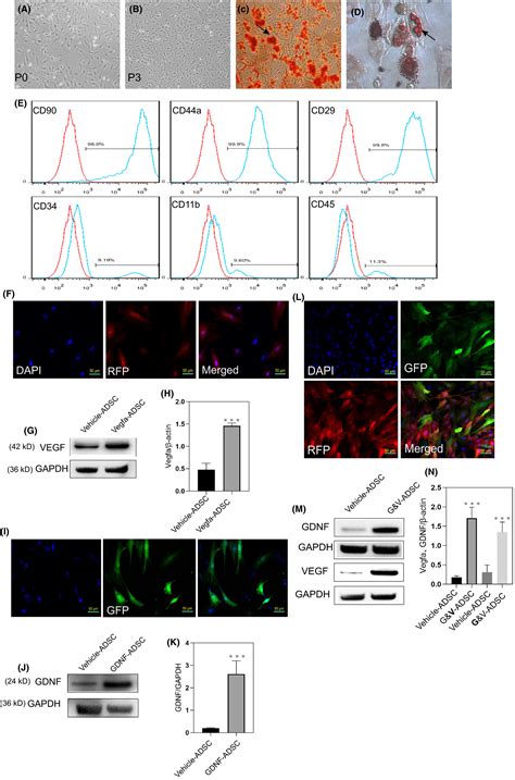 Cooverexpression Of Vegf And Gdnf In Adiposederived Stem Cells