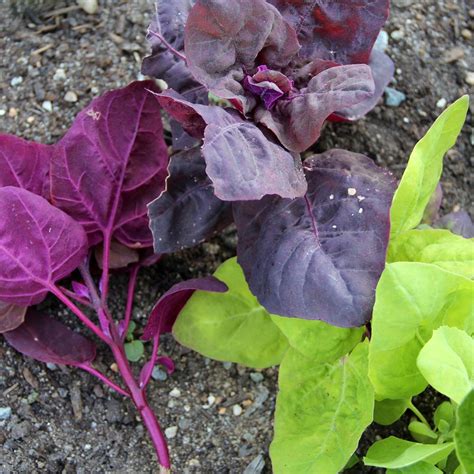 Orach Seeds - Aurora, ORGANIC | Sow True Seed