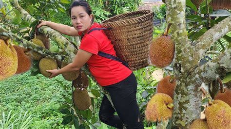 Harvest Jackfruit To Bring To The Market Gardening YouTube