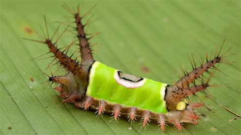 5 of the World's Most Toxic Caterpillars