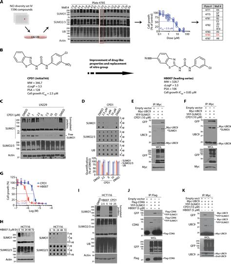 Ubiquitination And Degradation Of Sumo By Small Molecule Degraders