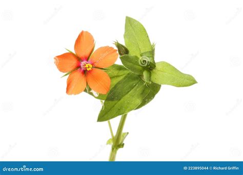 Scarlet Pimpernel Wildflower Stock Photo Image Of Blossom Isolated