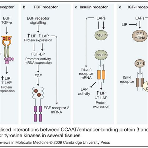 Post translational processing of CCAAT enhancer binding protein β The