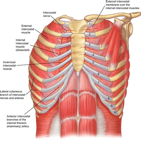 The Intercostal Space Thoracic Surgery Clinics